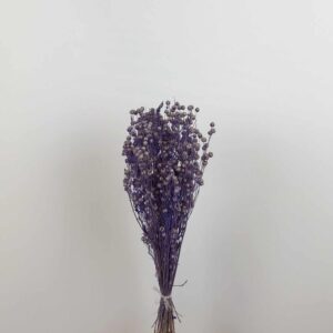 Lino Vlas lilac