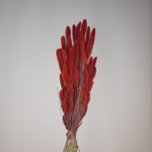 Setaria rouge XXL