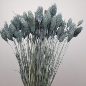 Phalaris gris-bleu