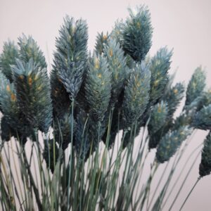 Phalaris gris-bleu