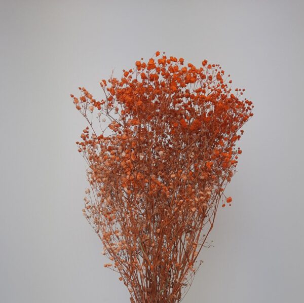 Pres. Gypsophile Orange