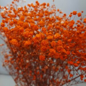 Pres. Gypsophile Orange