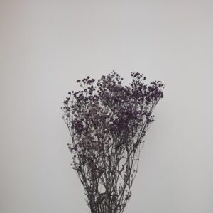 Pres. Gypsophile violet