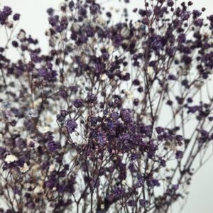 Pres. Gypsophile violet