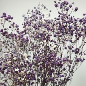 Pres. Gypsophile violet