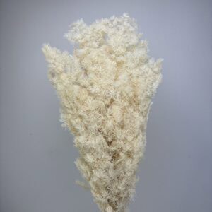 Asparagus bleached