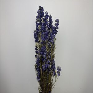 Delphinium blue