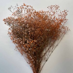 Pres. Gypsophila terracotta