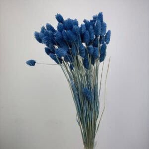 Phalaris azurro blue