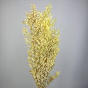 Ruscus yellow XL