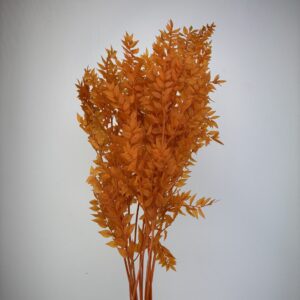 Ruscus terracotta 10pcs