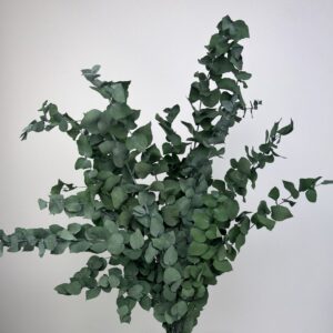 Stuartiana Eucalyptus green