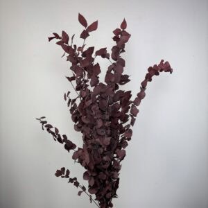 Stuartiana Eucalyptus red