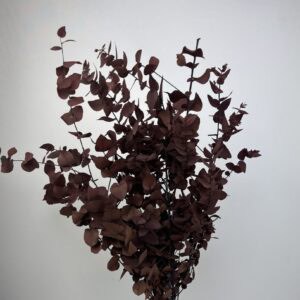 Stuartiana Eucalyptus red
