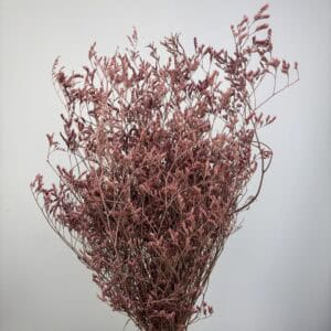Statice Marine old pink 150gr