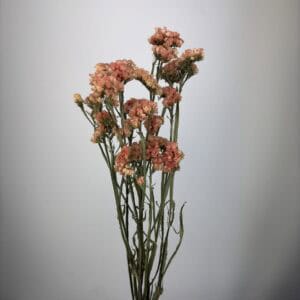 5pcs Statice Sinatum apricot