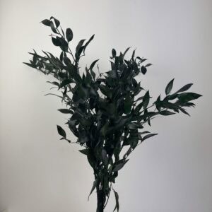 Ruscus