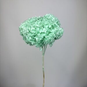 Hydrangea turquoise