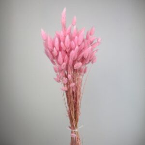 Lagurus barbie pink