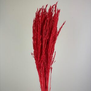Rice Grass red