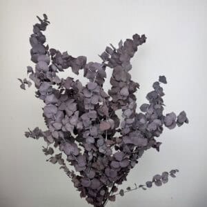 Stuartiana Eucalyptus Mauve Purple