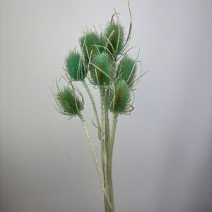 Cardistella Thistle light green