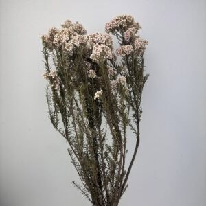 Rice Flower soft pink