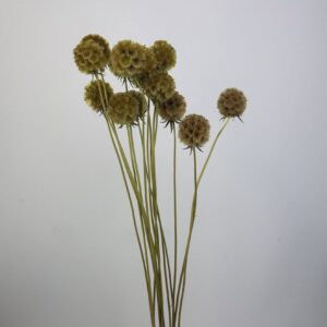 Scabiosa ochre yellow