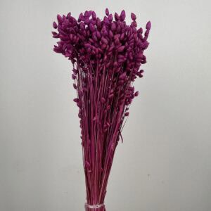 Briza maxima violet