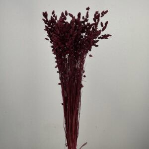 Briza maxima burgundy