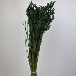 Briza maxima green