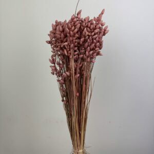 Briza maxima old pink