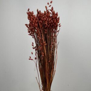 Briza maxima terracotta