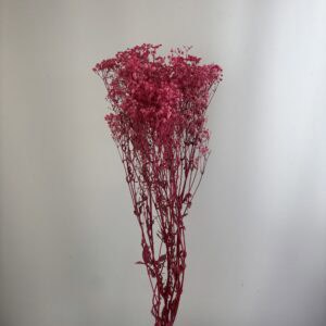 Pres. Gypsohila Pink