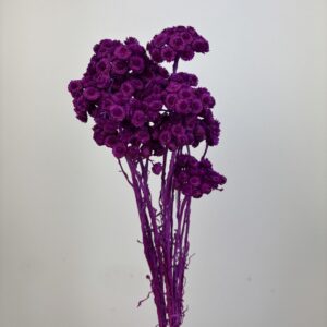 Helichrysum Italicum violet
