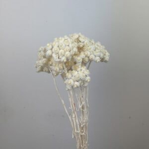 Helichrysum Italicum white
