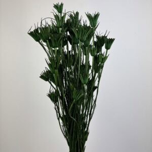 Nigella Oriental green