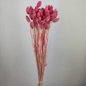 Phalaris pink