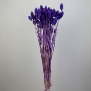 Phalaris purple
