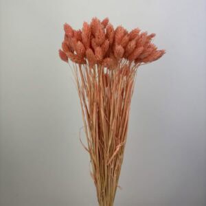 Phalaris salmon