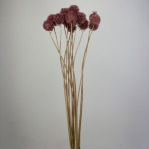 10pcs Scabiosa old pink