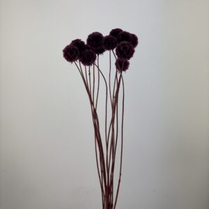 10pcs Scabiosa burgundy