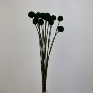 15pcs Craspedia green